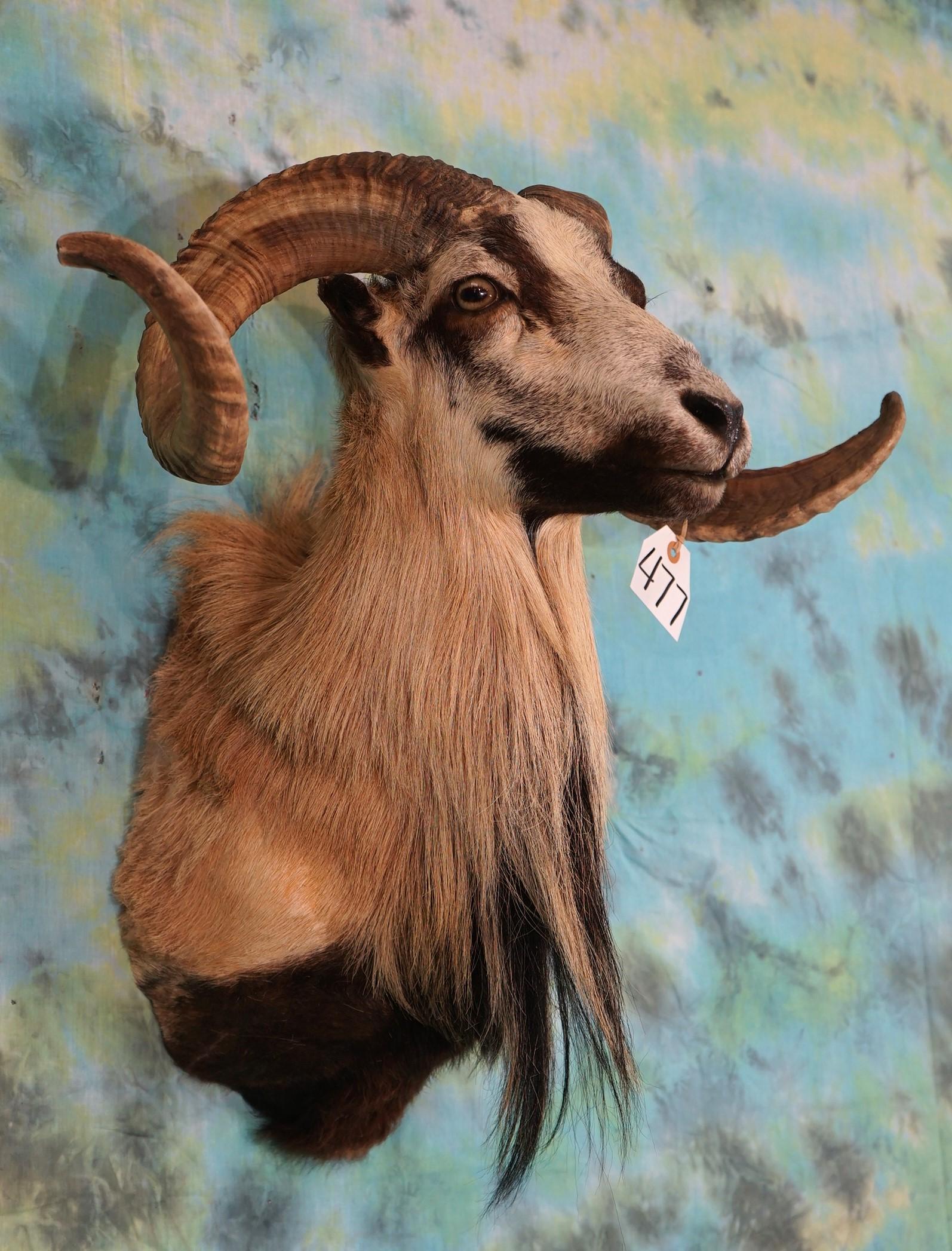 Corsican Sheep Shoulder Taxidermy Ram Mount