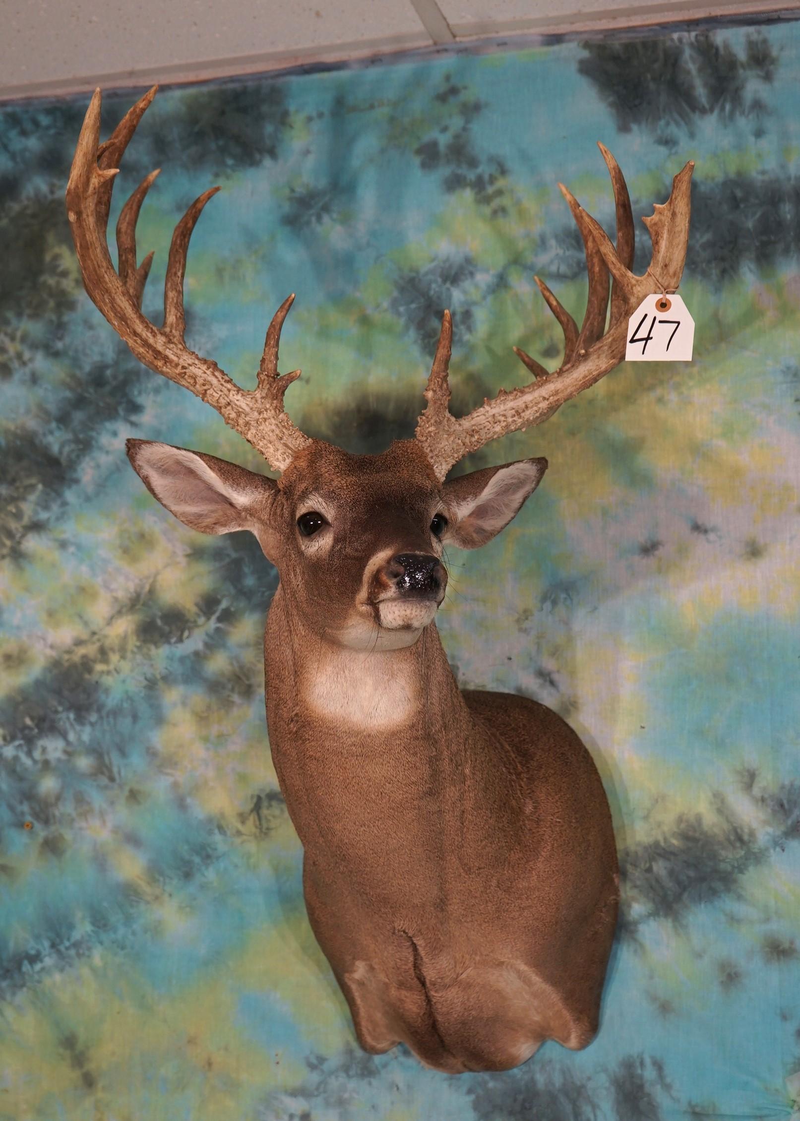 198 4/8 gross 18pts. South Texas Whitetail Deer Shoulder Mount Taxidermy