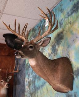 198 4/8 gross 18pts. South Texas Whitetail Deer Shoulder Mount Taxidermy