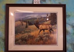 Beautiful Framed Print of a Elk in natural Habitat