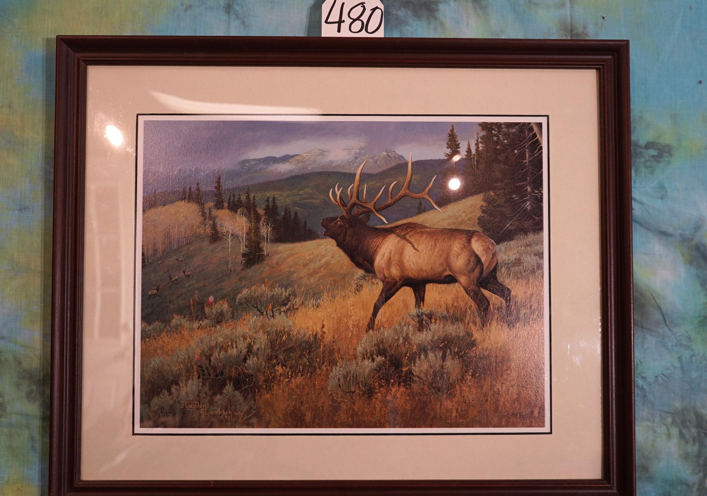 Beautiful Framed Print of a Elk in natural Habitat