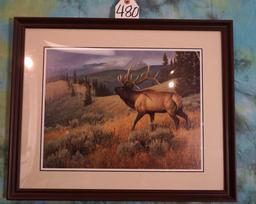 Beautiful Framed Print of a Elk in natural Habitat