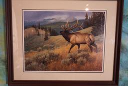 Beautiful Framed Print of a Elk in natural Habitat
