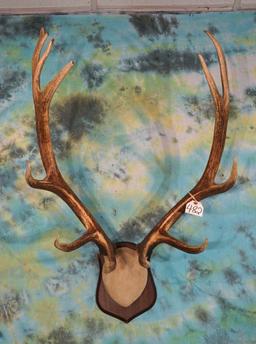 7 x 6 Elk Antlers mounted on Panel Taxidermy