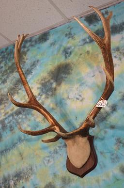 7 x 6 Elk Antlers mounted on Panel Taxidermy