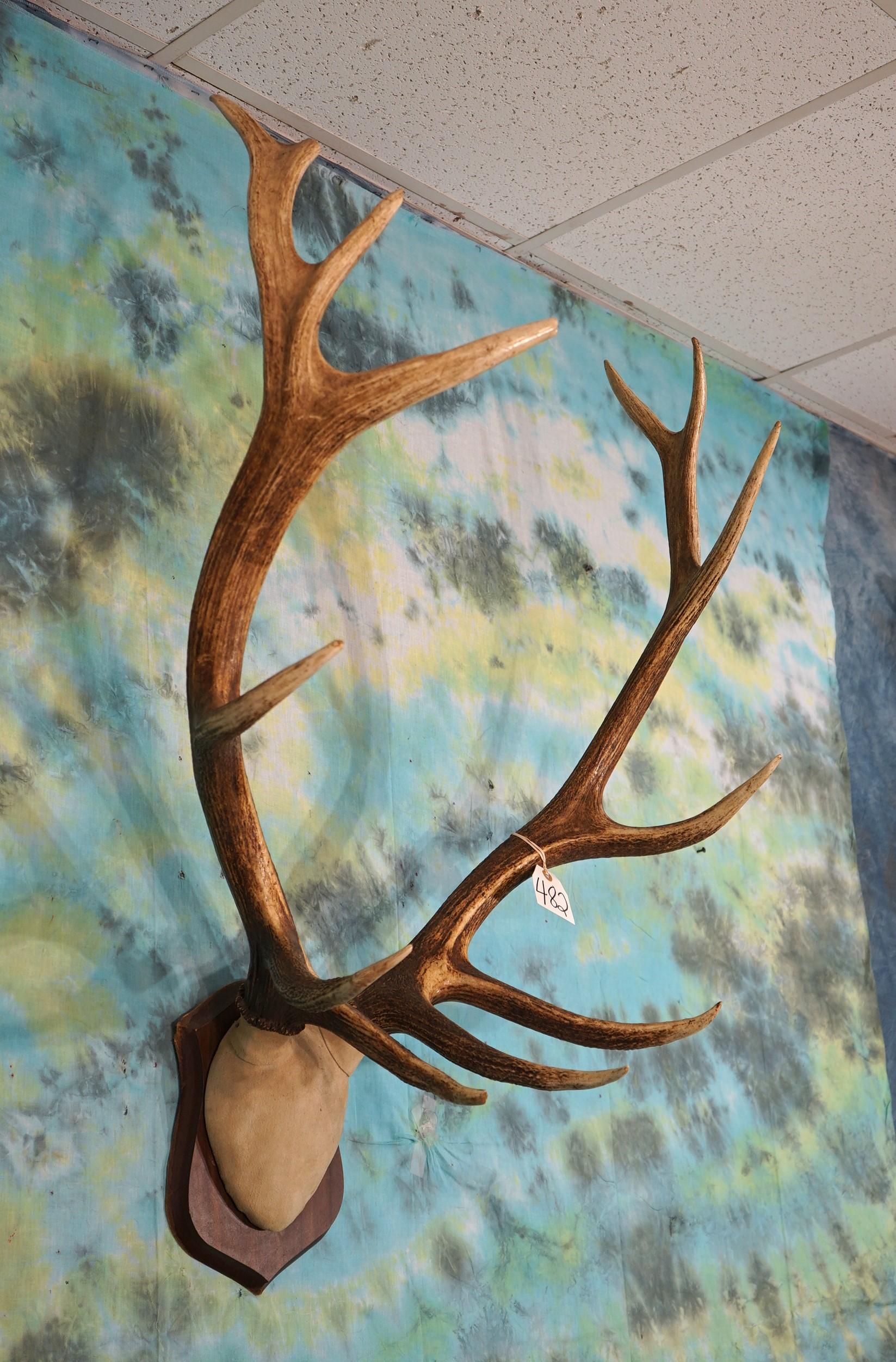 7 x 6 Elk Antlers mounted on Panel Taxidermy
