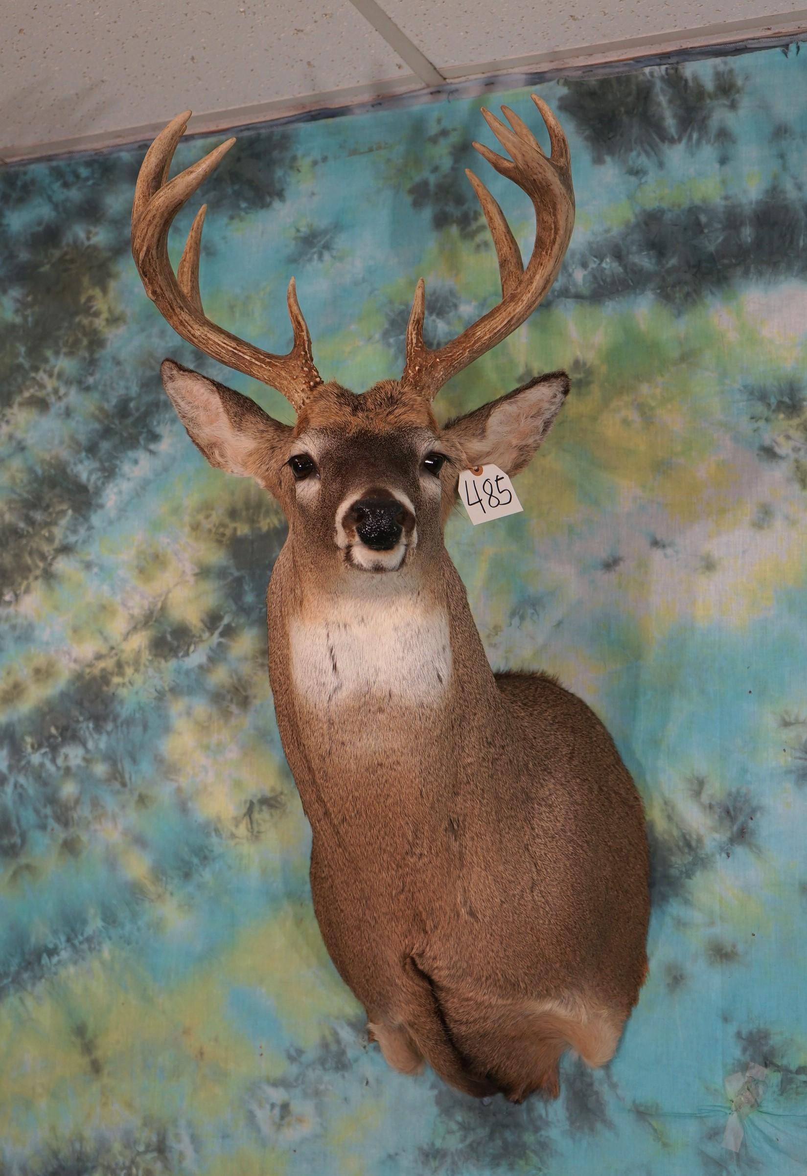 11pt. Whitetail Deer Shoulder Taxidermy Mount