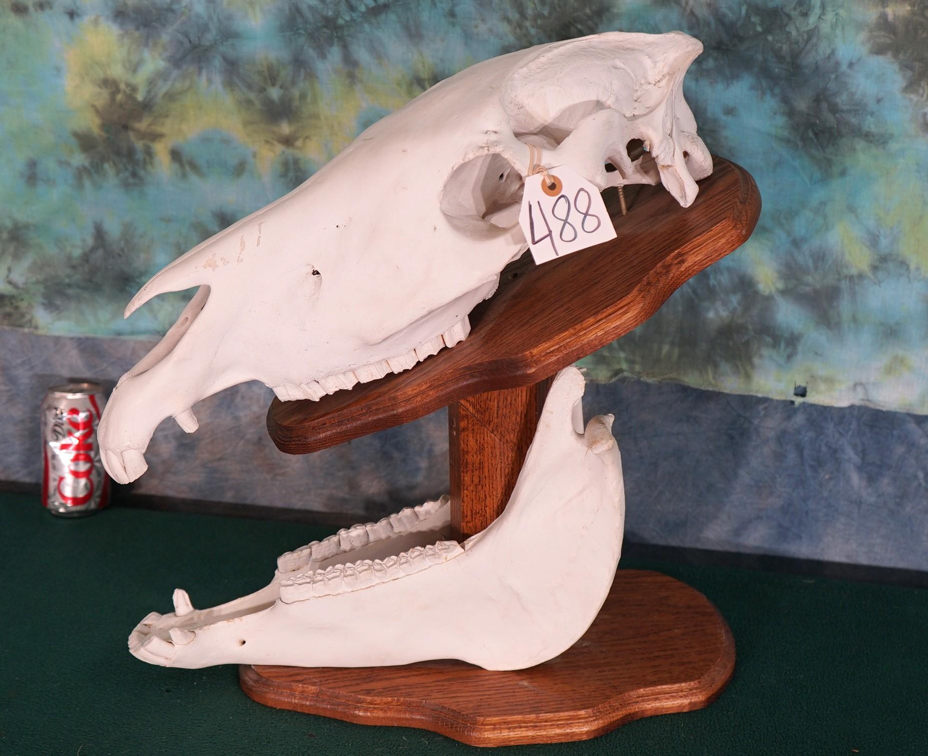 Whole Zebra Skull on Table Pedestal Panel Taxidermy