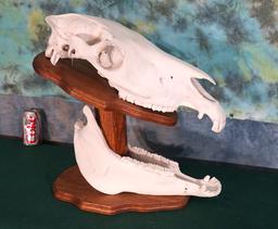 Whole Zebra Skull on Table Pedestal Panel Taxidermy
