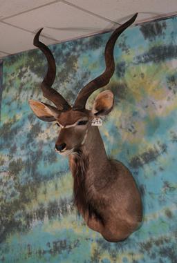 African Cape Kudu Shoulder Taxidermy Mount