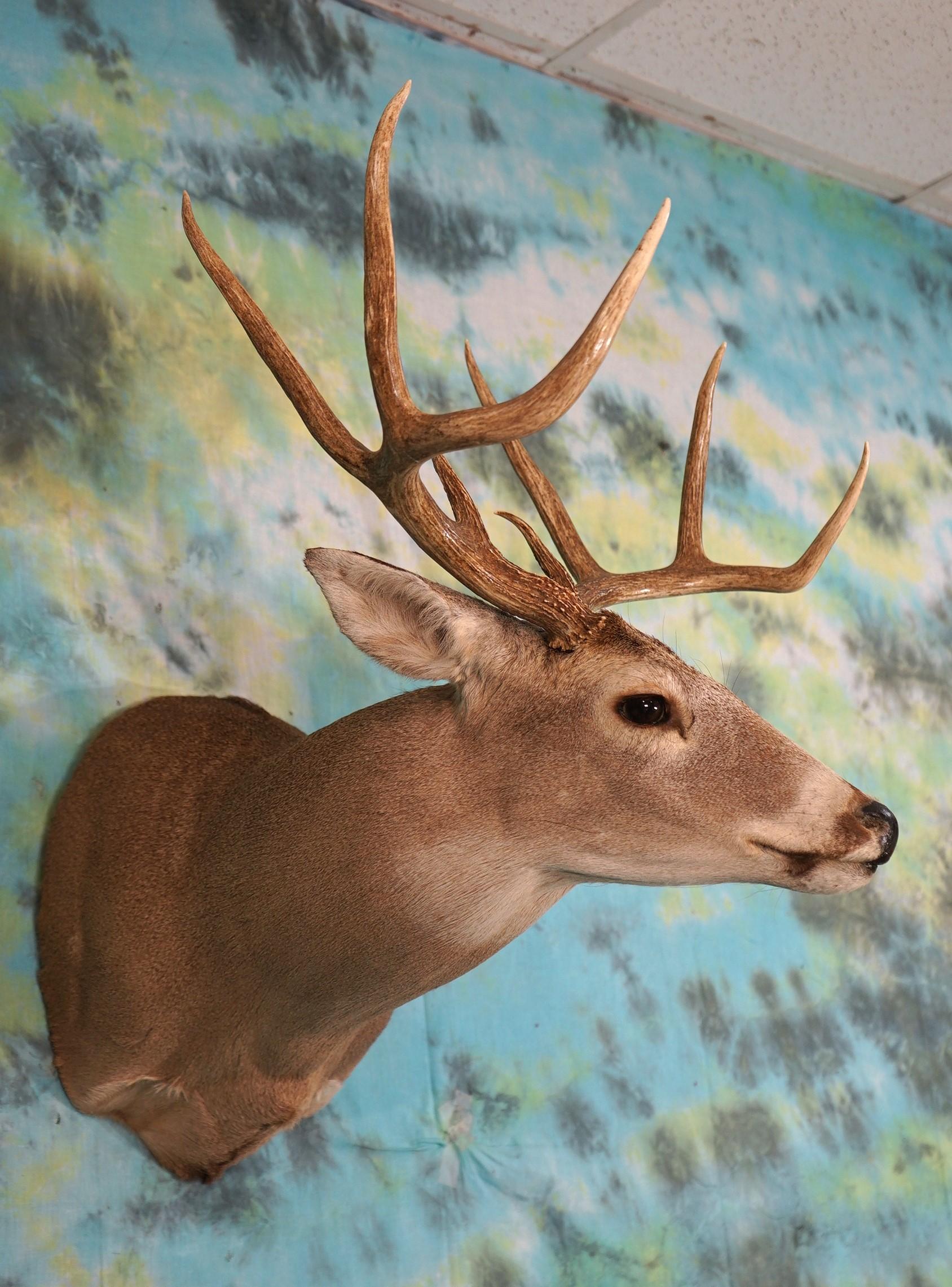 8pt. Texas Whitetail Deer Shoulder Taxidermy Mount