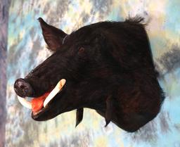 Cool! Wild Boar Shoulder Mount Taxidermy