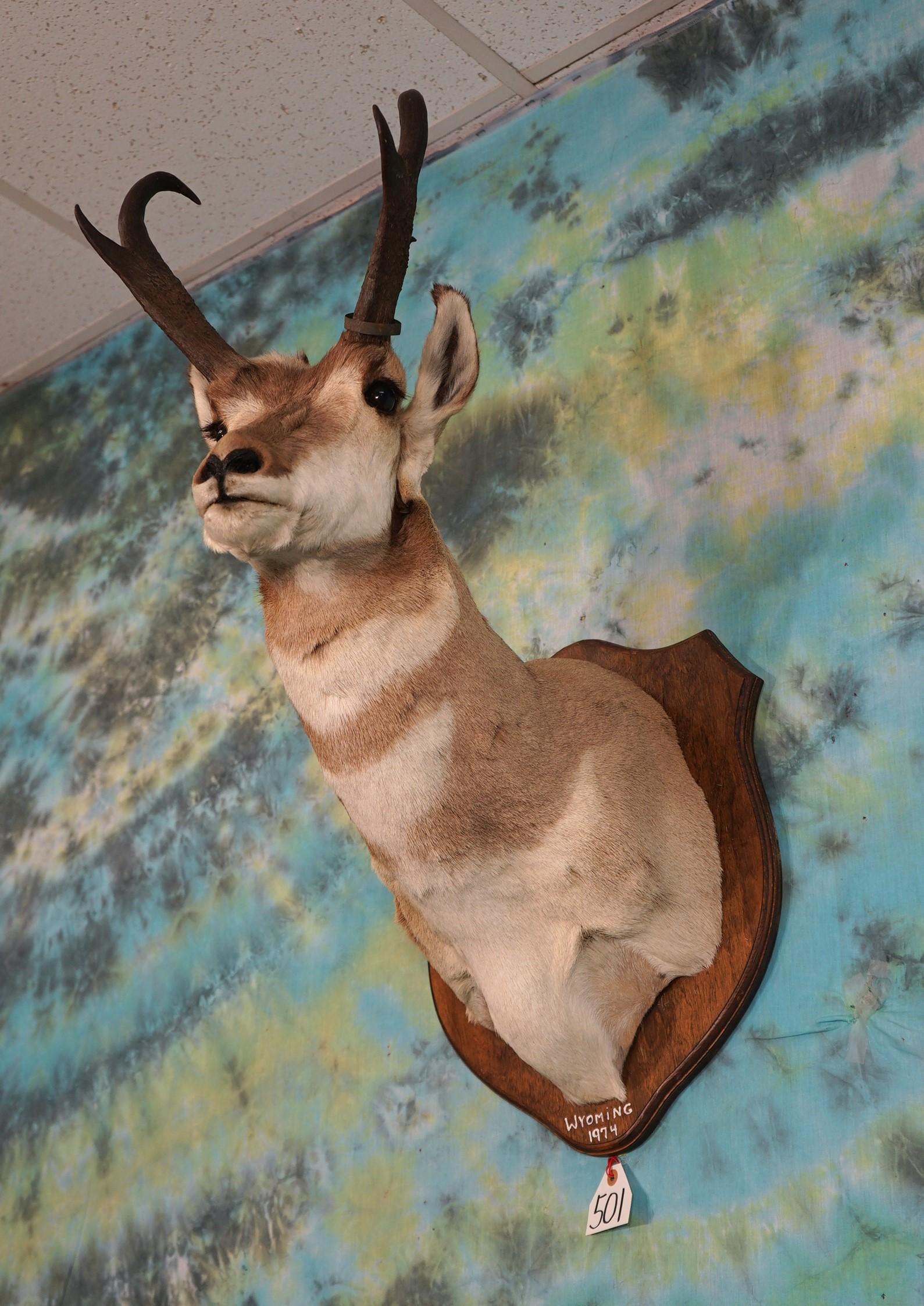 Pronghorn Antelope Shoulder Taxidermy Mount