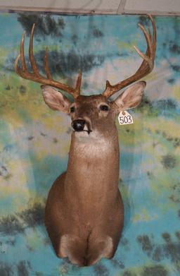 10pt. Whitetail Deer Shoulder Taxidermy Mount