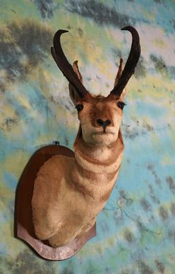 Pronghorn Antelope Shoulder Taxidermy Mount