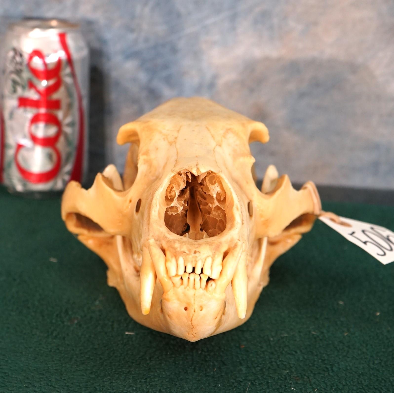 American Black Bear Whole Skull Taxidermy