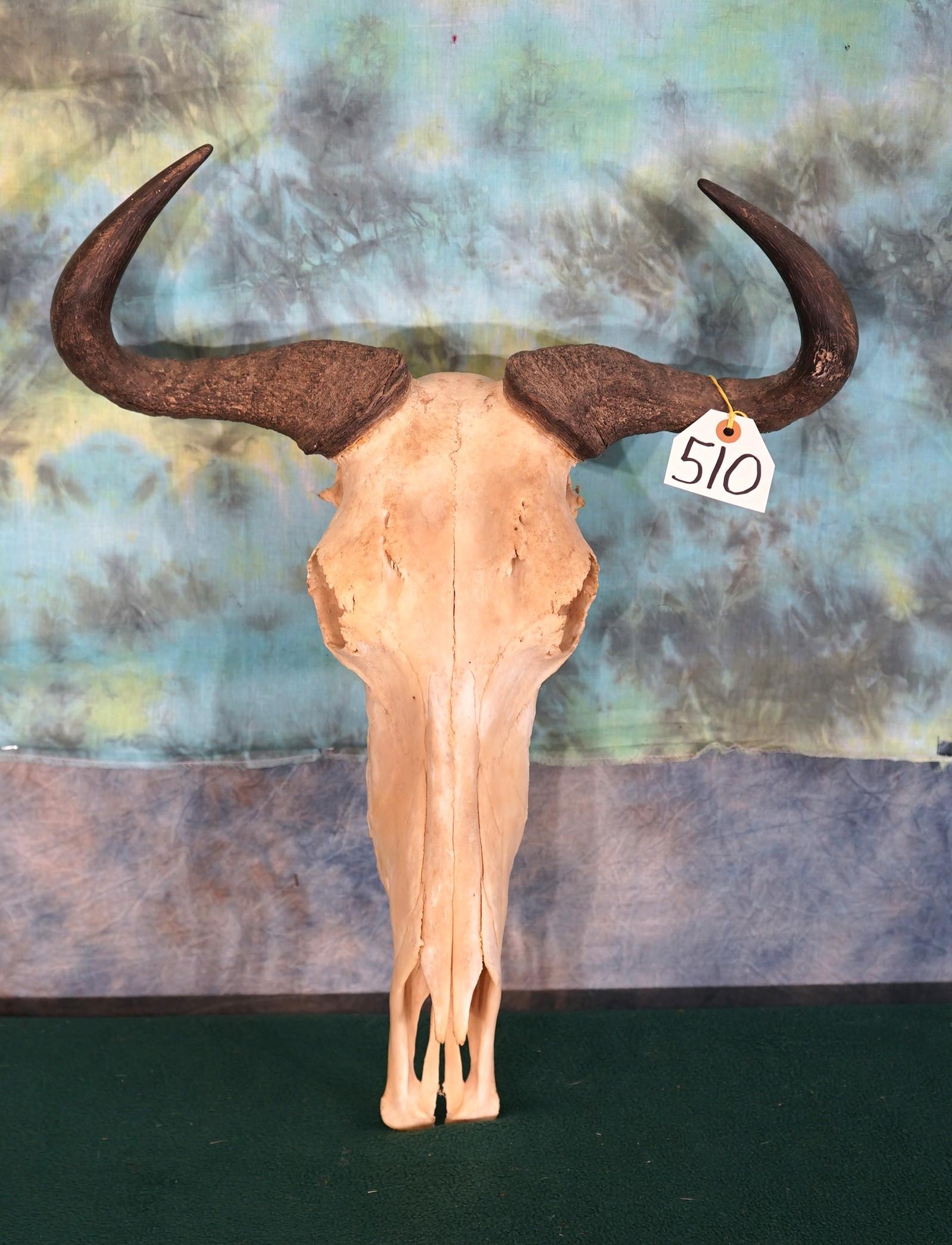 African Blue Wildebeest Skull Taxidermy