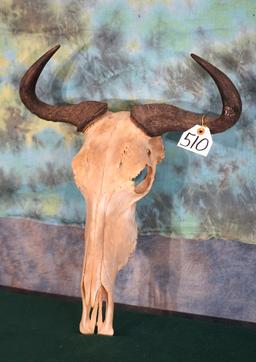 African Blue Wildebeest Skull Taxidermy