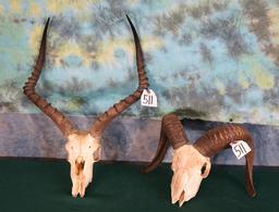 Hybrid Sheep Skull & Impala Skull Taxidermy