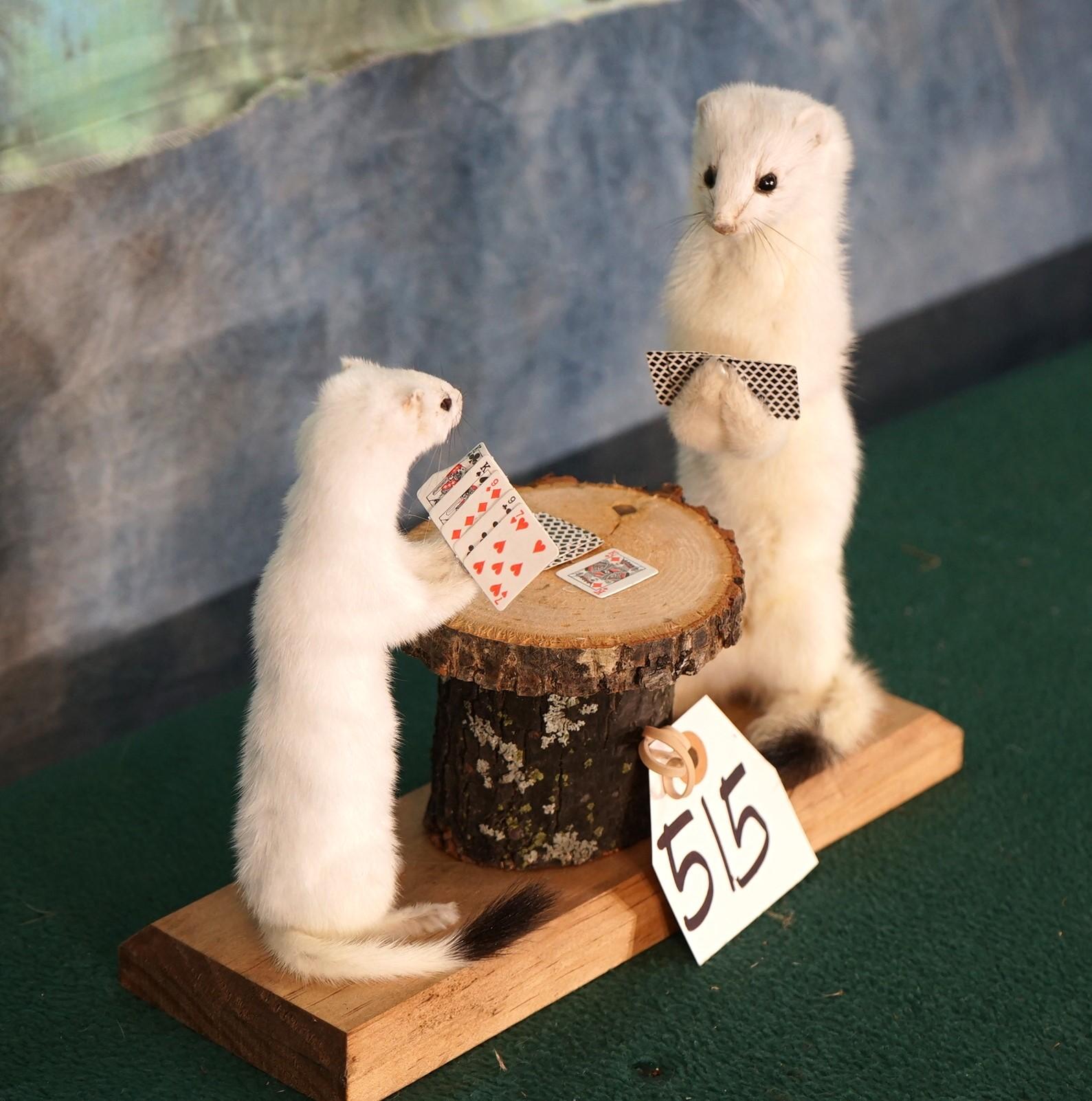Two White Ermine Playing Poker Novelty Taxidermy Mount