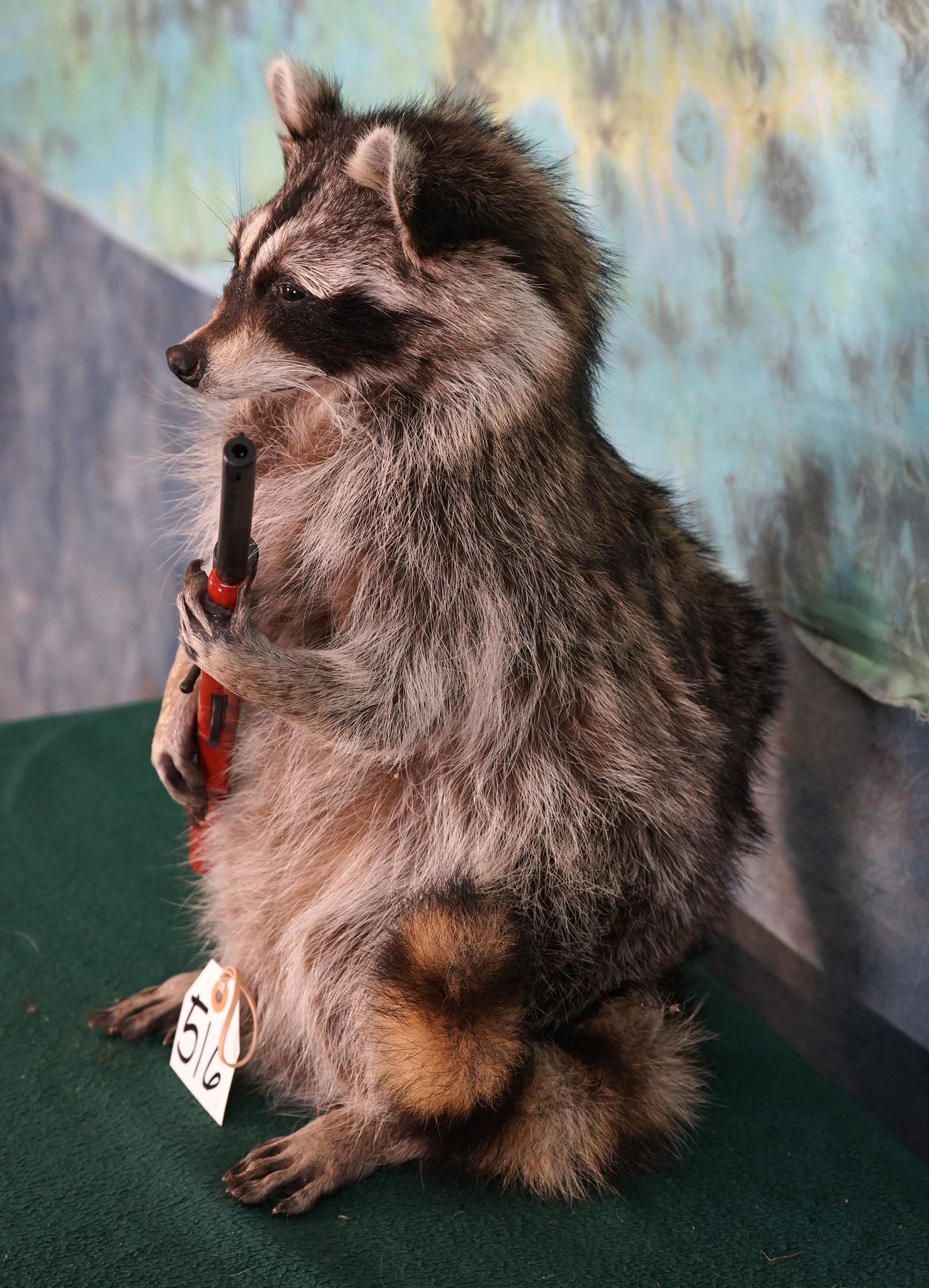 Brand New Full Body Raccoon Going Hunting Taxidermy Novelty Mount