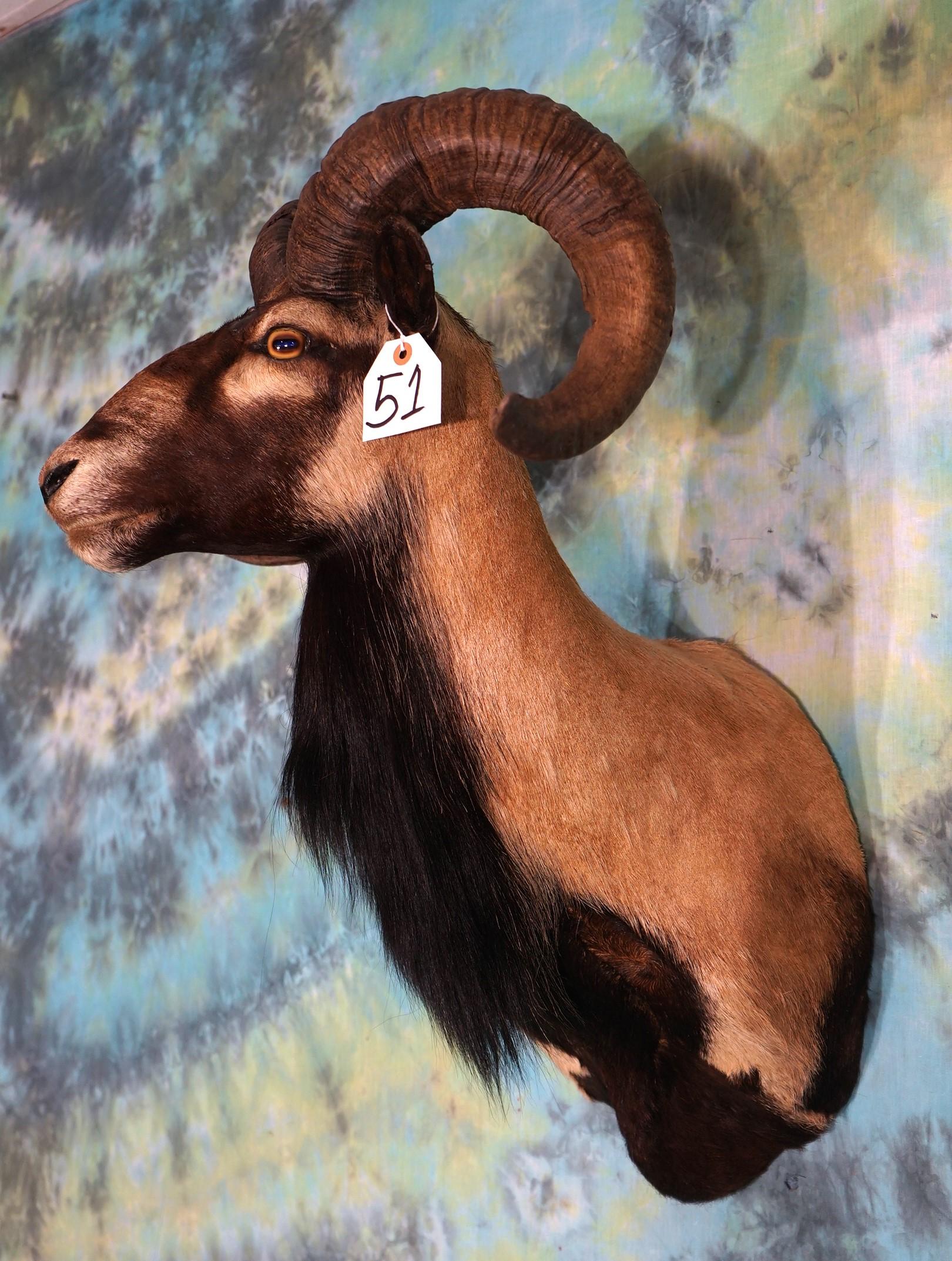 Vintage Corsican Sheep Shoulder Mount Taxidermy