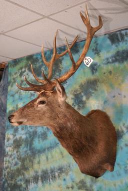 7 x 6 Red Stag Shoulder Mount Taxidermy