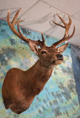 7 x 6 Red Stag Shoulder Mount Taxidermy