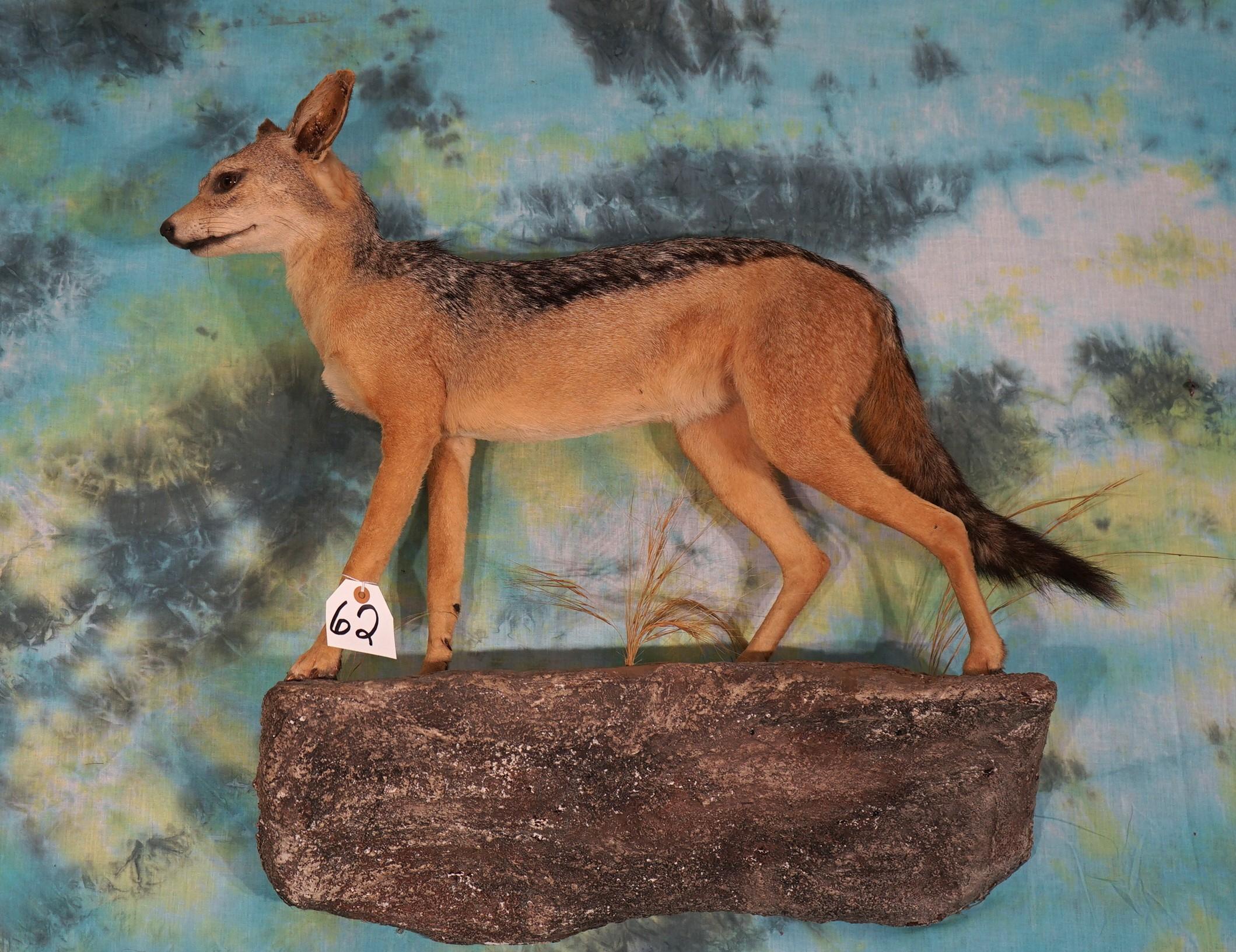 Full Body African Black-Backed Jackal Taxidermy Mount