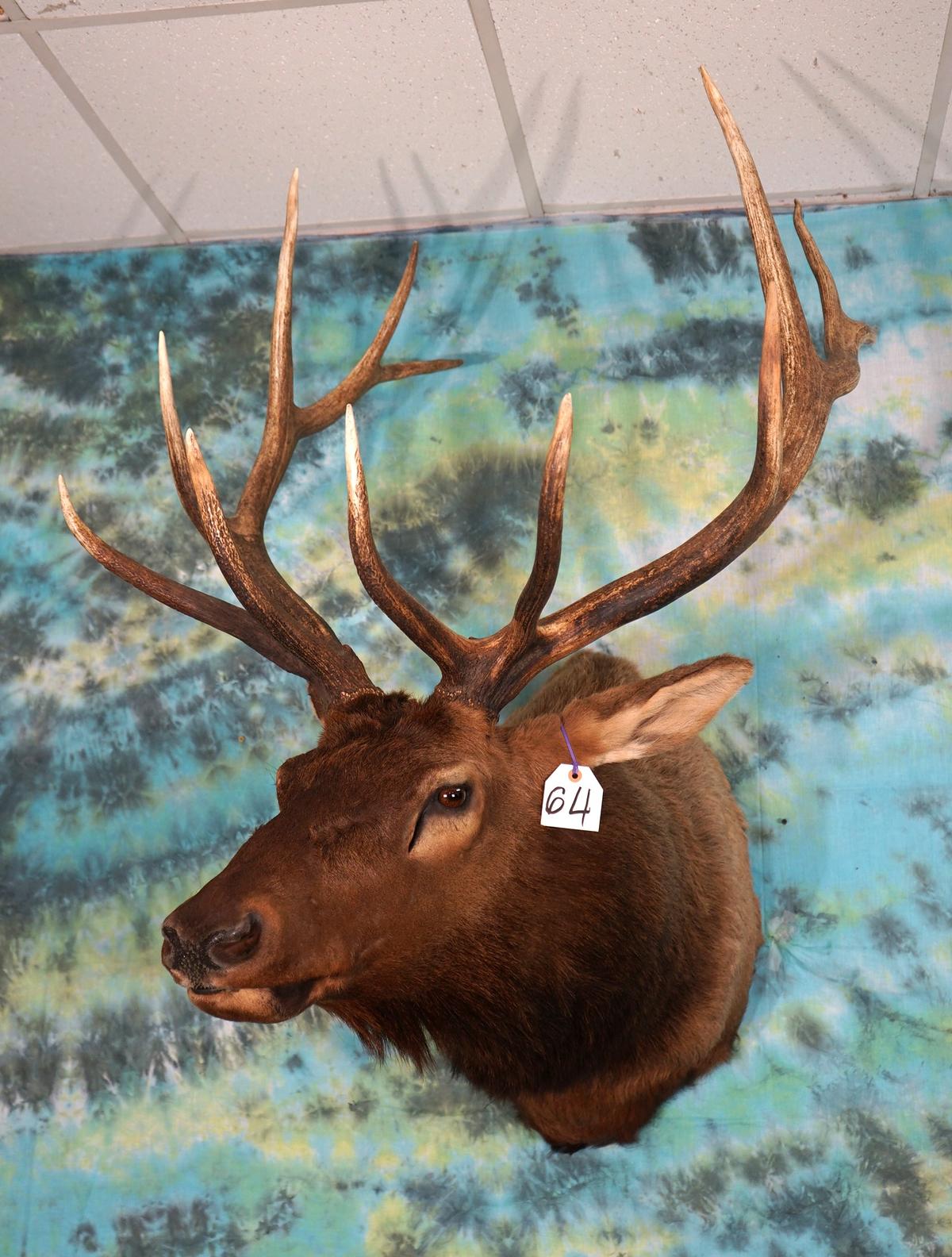 Regal 6 x 6 Colorado Bull Elk Shoulder Mount Taxidermy