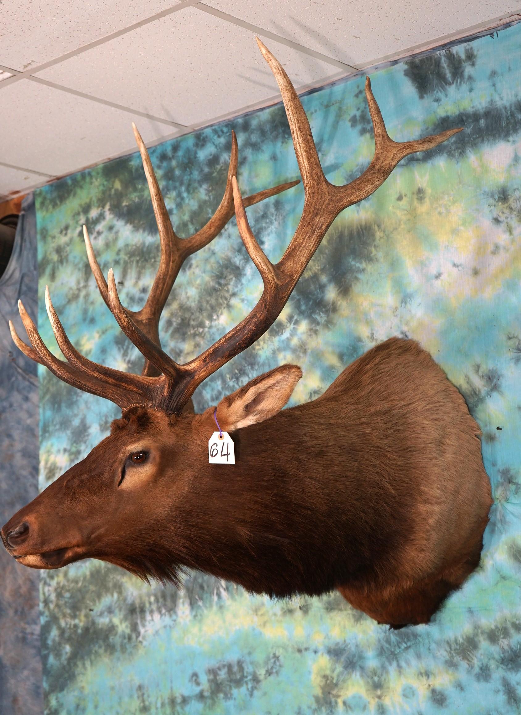 Regal 6 x 6 Colorado Bull Elk Shoulder Mount Taxidermy