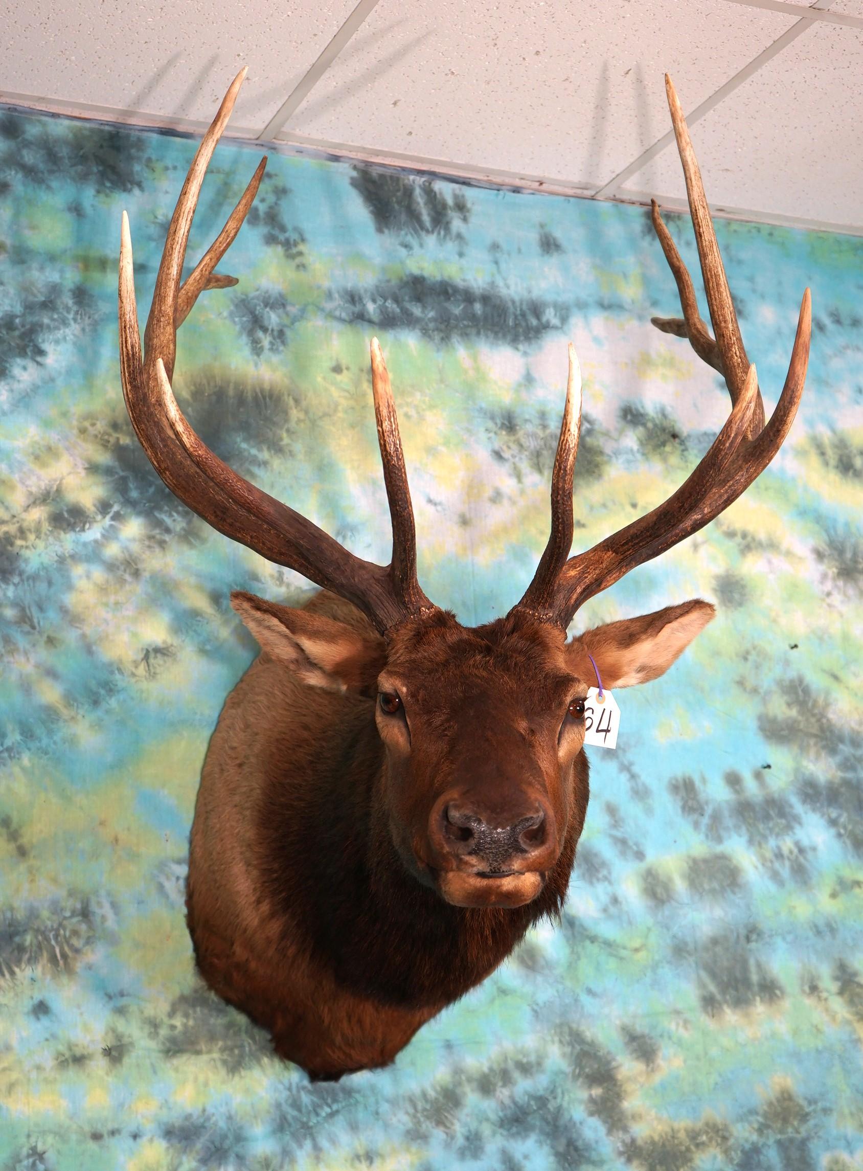Regal 6 x 6 Colorado Bull Elk Shoulder Mount Taxidermy