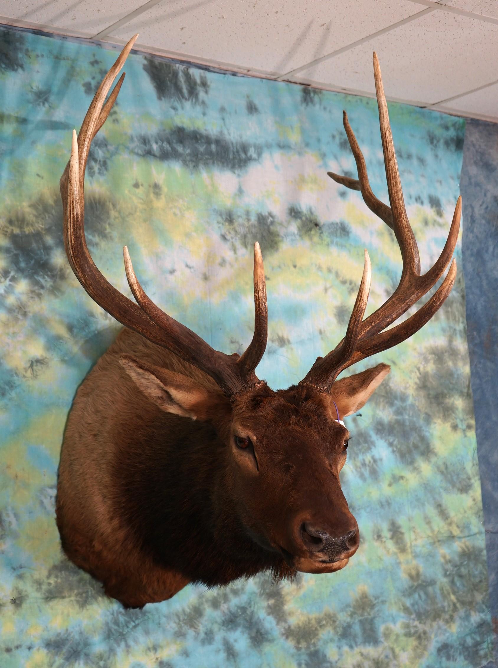 Regal 6 x 6 Colorado Bull Elk Shoulder Mount Taxidermy