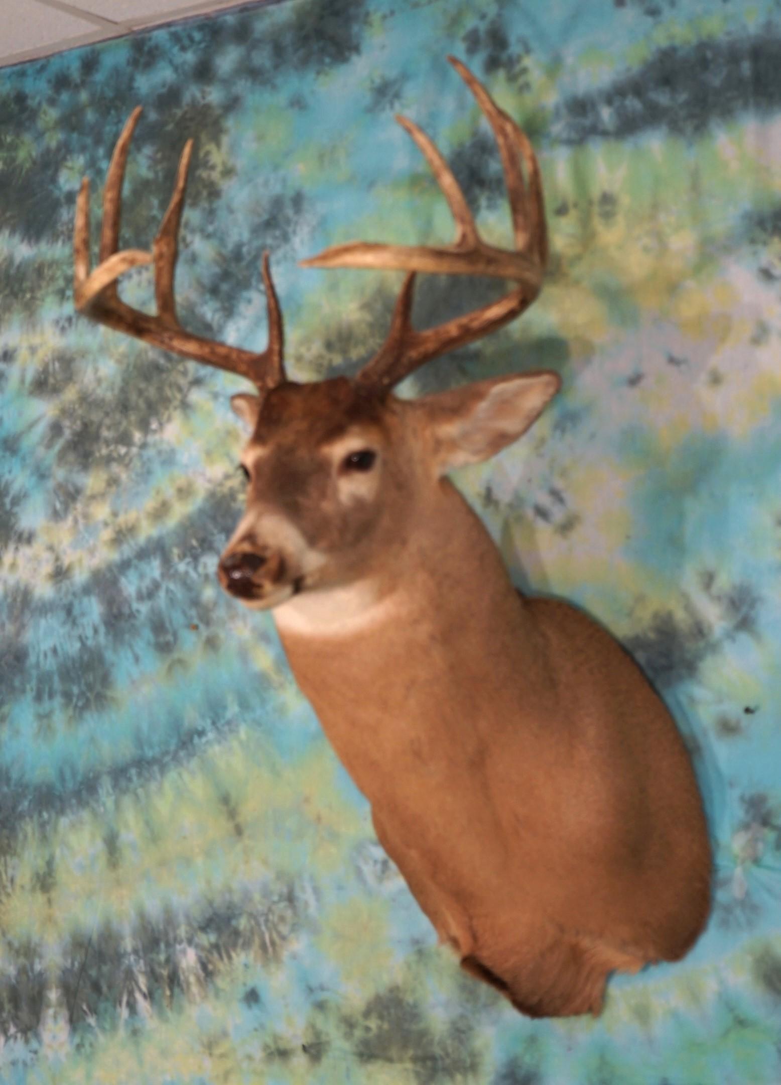 Canadian 10pt. Whitetail Deer Shoulder Mount Taxidermy