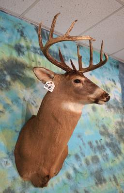 Canadian 10pt. Whitetail Deer Shoulder Mount Taxidermy