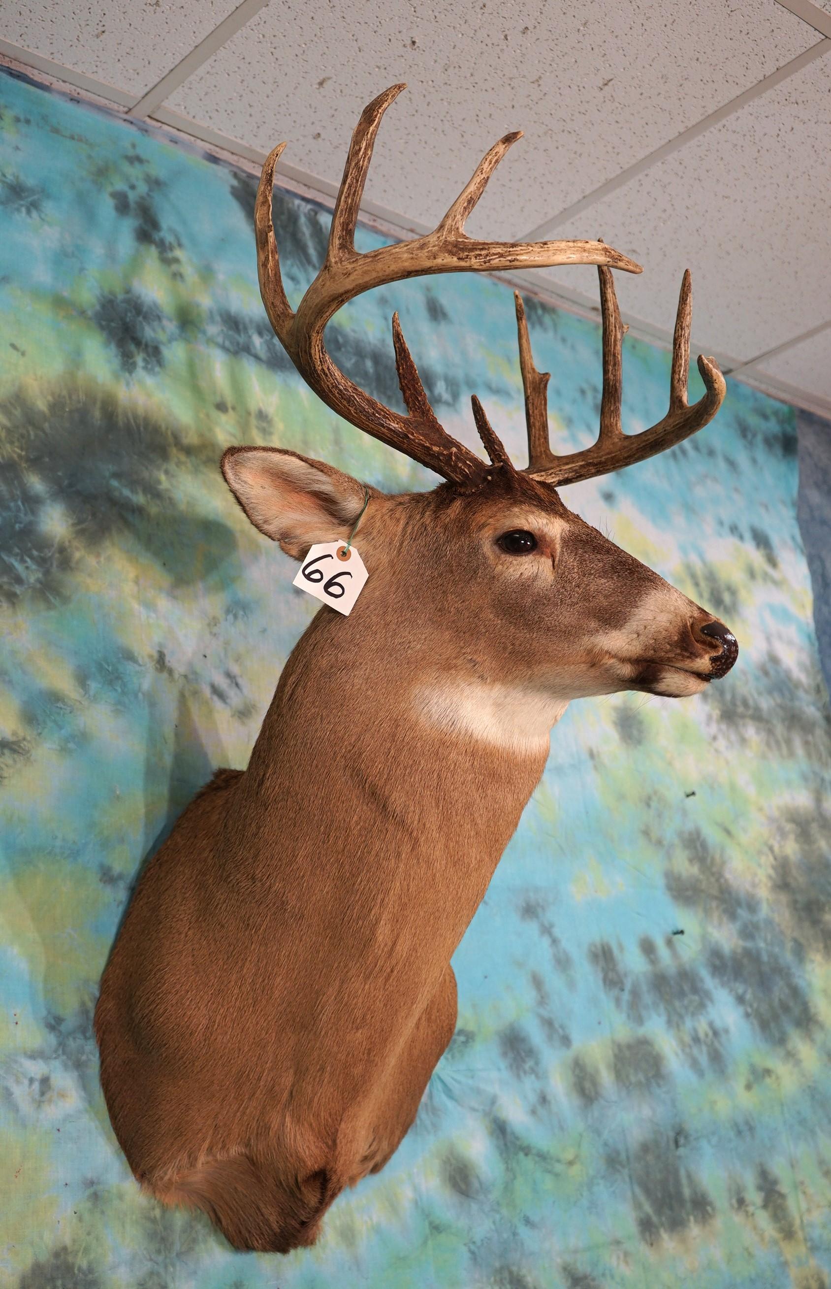 Canadian 10pt. Whitetail Deer Shoulder Mount Taxidermy