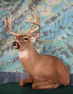 10pt. Half Body Whitetail Deer Taxidermy Mount