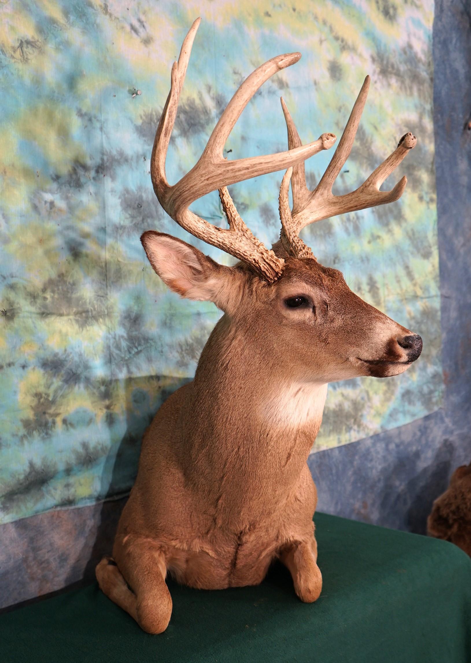 10pt. Half Body Whitetail Deer Taxidermy Mount