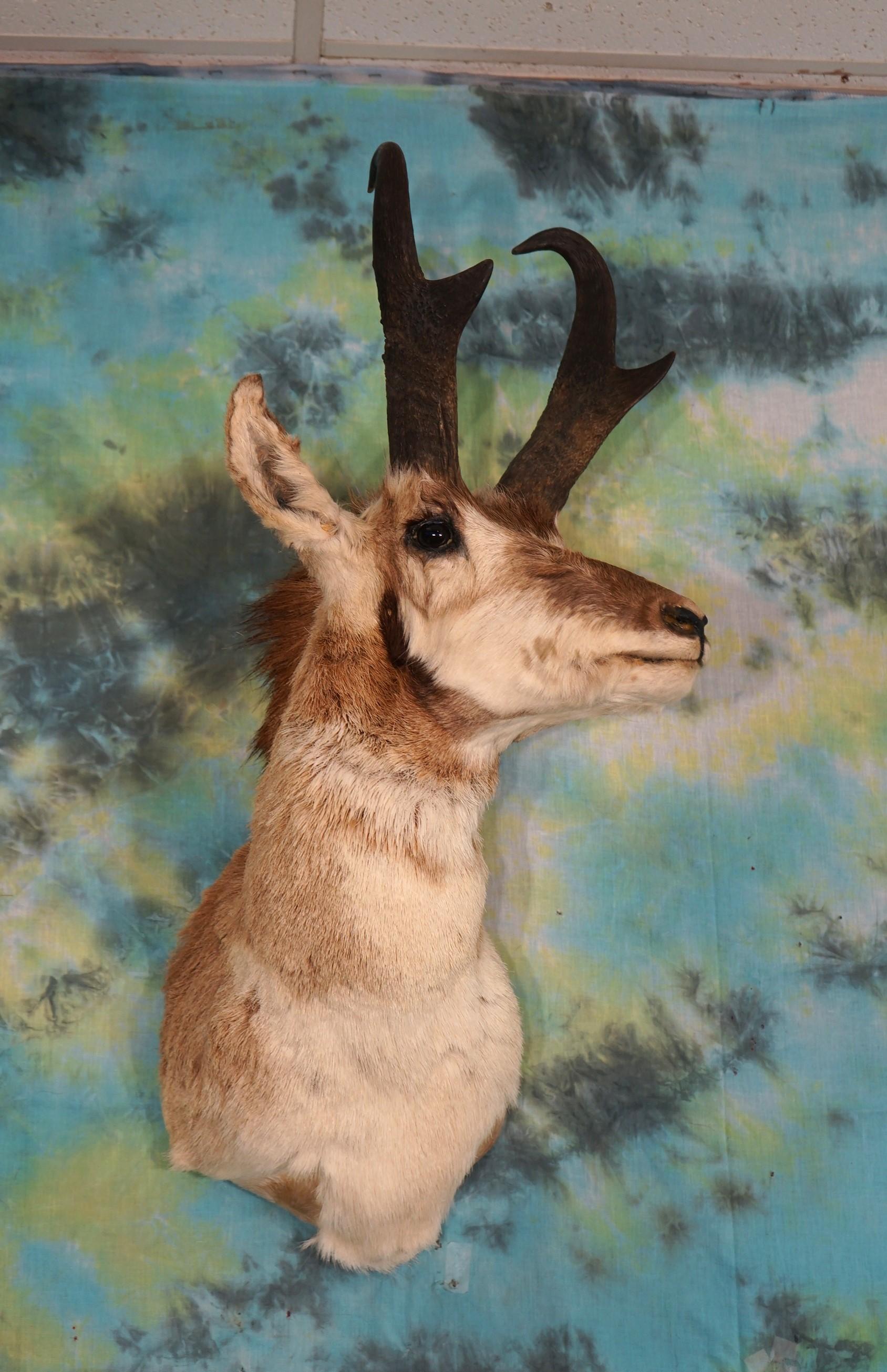 Pronghorn Antelope Shoulder Taxidermy Mount