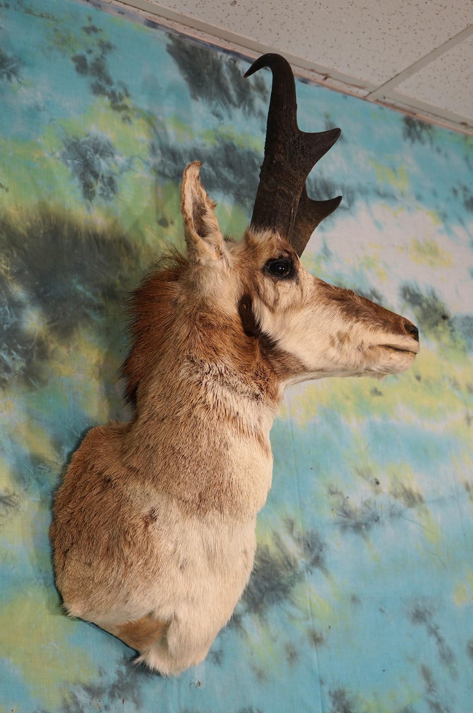 Pronghorn Antelope Shoulder Taxidermy Mount