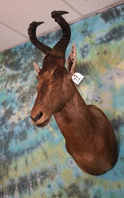 Record Book African Hartebeest Shoulder Taxidermy Mount