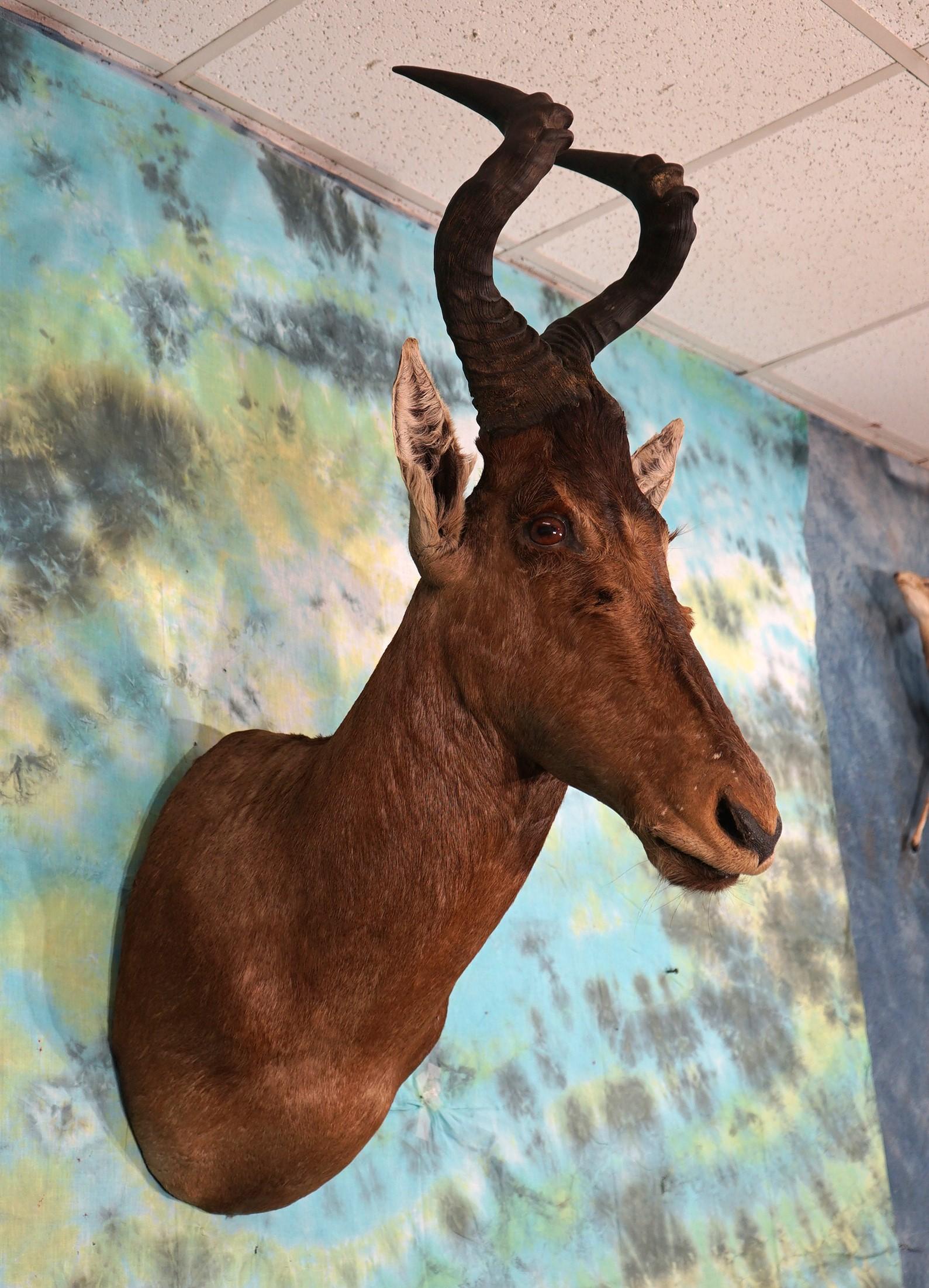 Record Book African Hartebeest Shoulder Taxidermy Mount