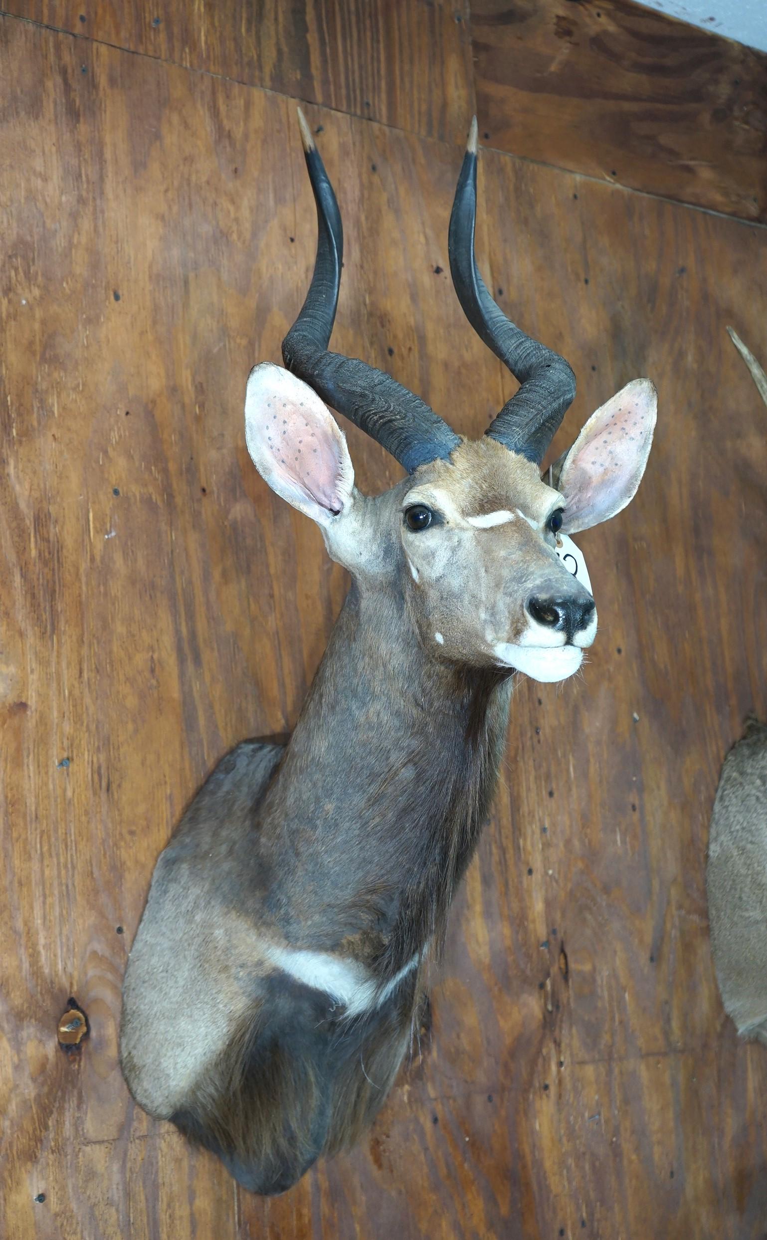 African Southern Nyala Antelope Taxidermy Mount