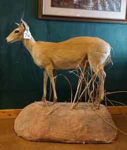 Record Book Full Body African Southern Bush Duiker Taxidermy Mount