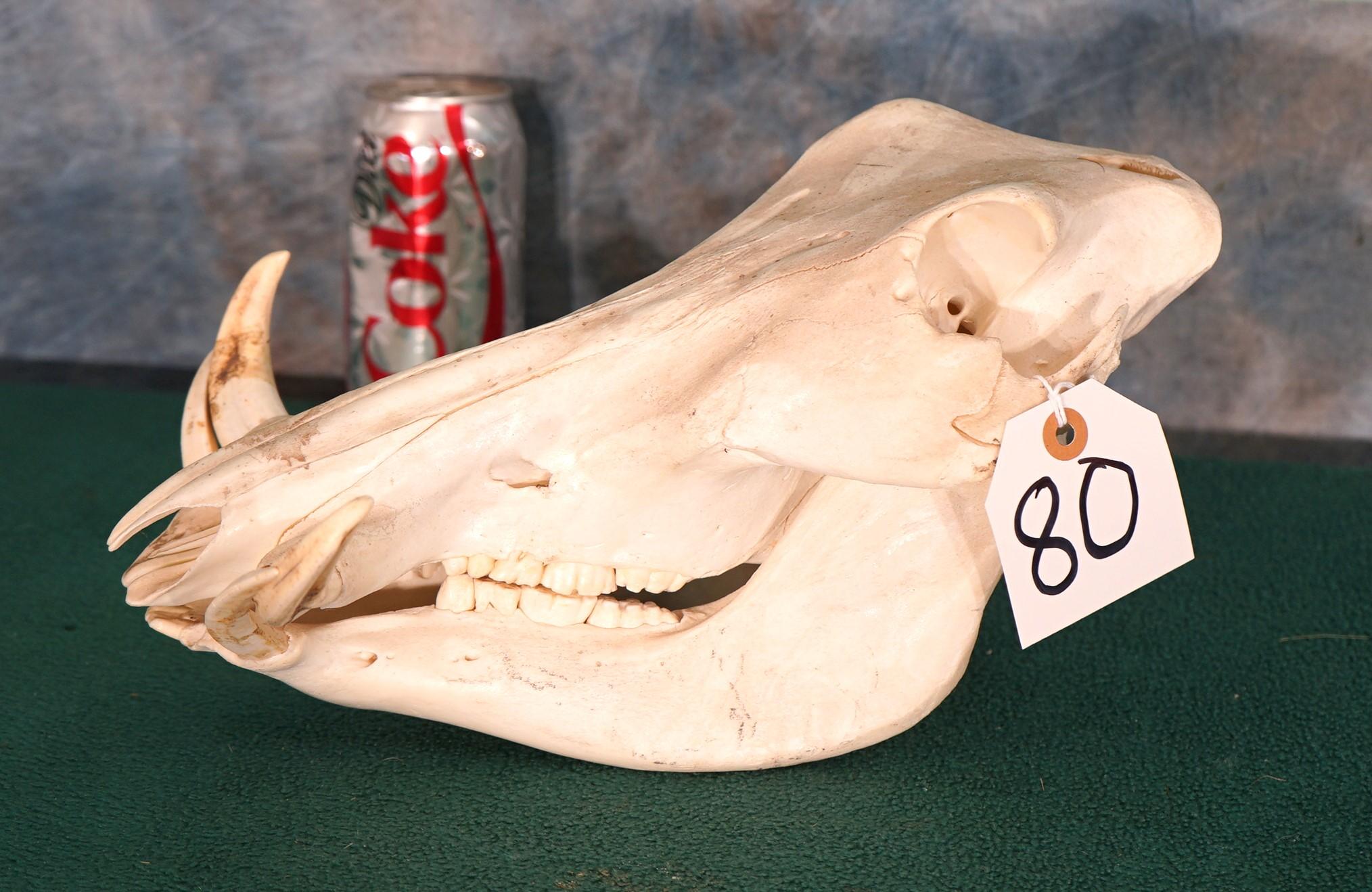 African Warthog Skull Taxidermy