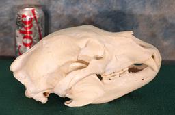 Black  Bear Skull Taxidermy