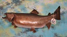 30" Real Skin Brown Trout Taxidermy Fish Mount