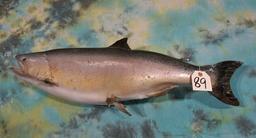 34" Real Skin Silver Salmon Taxidermy Fish Mount