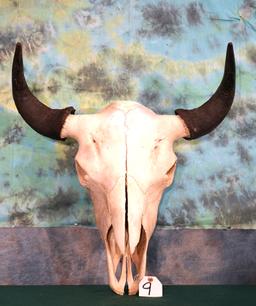 American Bison Skull Taxidermy