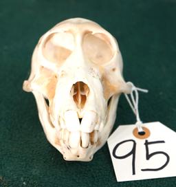 Complete Patas Monkey Skull Taxidermy